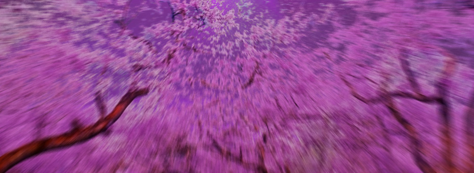 Sakura Overdrive